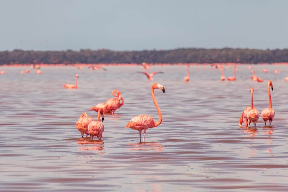Im mexikanischen Celestun sahen wir eine riesige Kolonie aus Flamingos